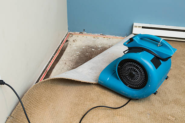 Best Mold removal after water damage  in Indianola, MS